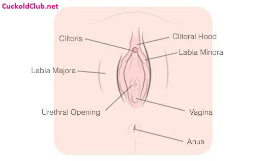 The Most Complete Sexual Anatomy of Women